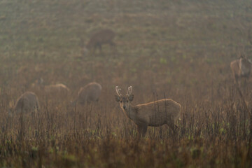 Hog deer walking on grassland at Wildlife Sanctuary of Thailand in the morning.