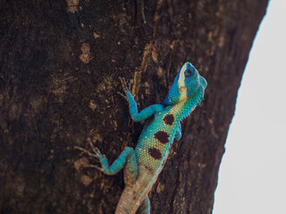 chameleon so cute on yellow background images, Brown thai lizard on tree, Lizard, Iguana,reptile.