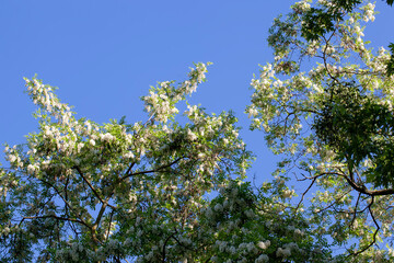beautiful spring green foliage with white flowers in sunny weather
