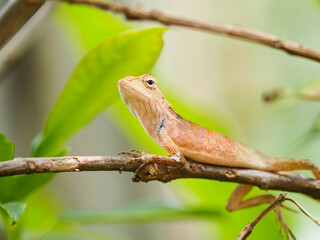 chameleon so cute on yellow background images, Brown thai lizard on tree, Lizard, Iguana,reptile.
