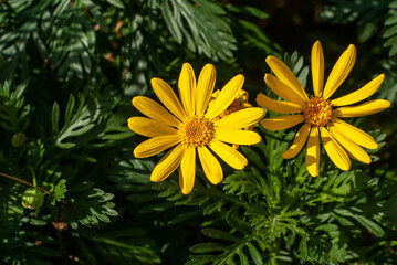 Euryops pectinatus o margarita amarilla.