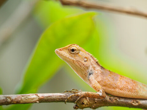 chameleon so cute on yellow background images, Brown thai lizard on tree, Lizard, Iguana,reptile.
