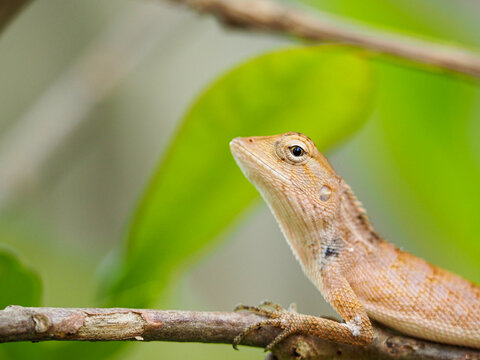 chameleon so cute on yellow background images, Brown thai lizard on tree, Lizard, Iguana,reptile.