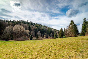 Beautiful landscape of a meadow on the edge of the Black Forest in early spring