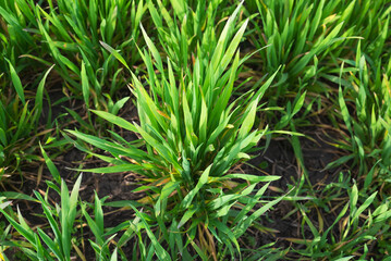Green fresh grass or wheat in the garden with small sprouts