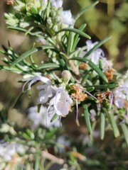 purple rosemary flower on spring sun