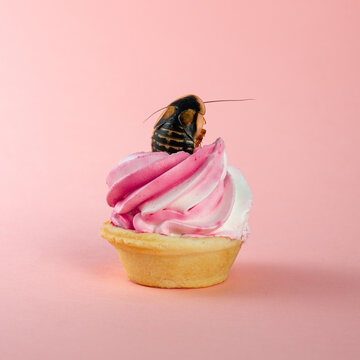 Blaptica dubia instead of a cherry on a cake. Delicious cake on a pink background with a cockroach inside. Disgusting food photo. Art photography with food and insects. High quality photo