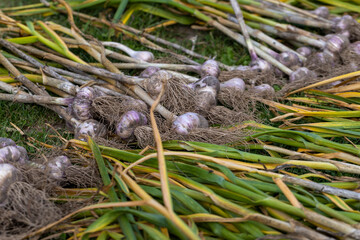 harvested garlic harvest that is dried in the sun