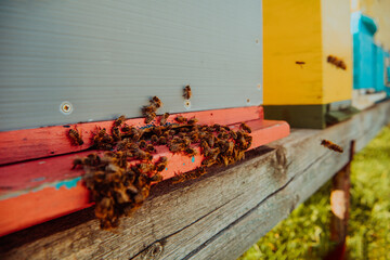 Close up photo of bees hovering around the hive carrying pollen