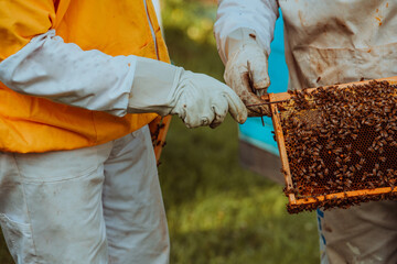 Beekeepers checking honey on the beehive frame in the field. Small business owners on apiary. Natural healthy food produceris working with bees and beehives on the apiary.