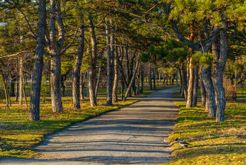 Coniferous trees along the alley in the park or city garden in the evening