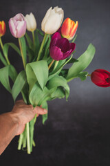 Tulpen | Frühlingsblumen