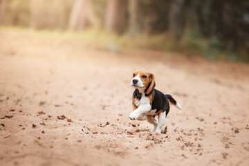 beagle puppy in nature. Dog running on the beach, vacation romance, adventure with a pet