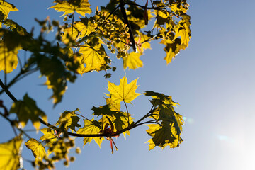 Thin maple foliage in sunlight in spring season