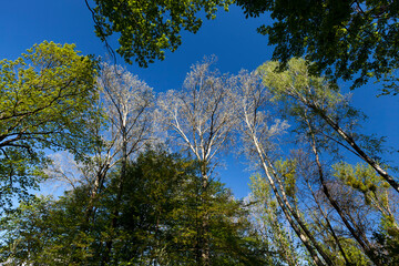 Obraz premium Young spring foliage of trees in the spring season