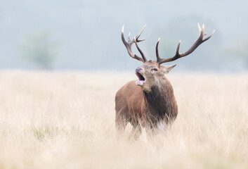 Red deer stag calling during the rut in autumn