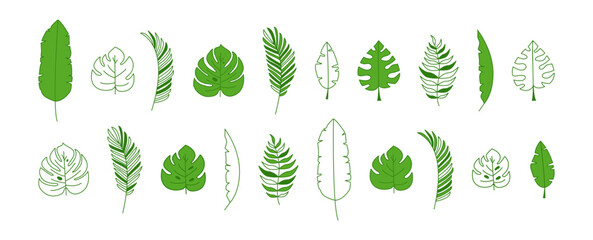 Green leaf palm, jungle tropic plant vector icon, flat and line design. Summer set isolated on white background. Exotic simple illustration