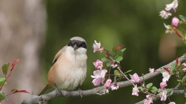 Close up of lanius schach standing on flower tree and taking a shit, funny animal concept, 4k slow motion footage.