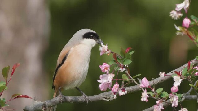 Close up of lanius schach standing on flower tree and flying away, funny animal concept, 4k slow motion footage.