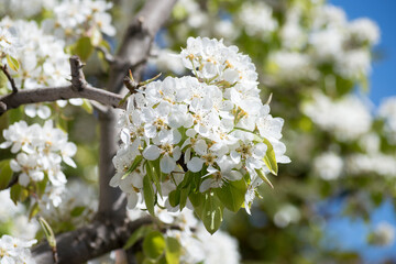 Flores de peral en primavera