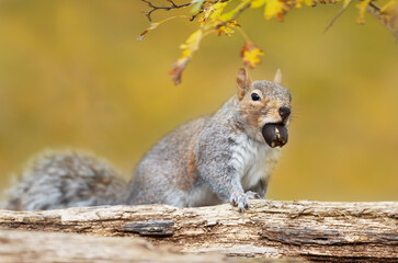 Cute grey squirrel with an acorn in autumn