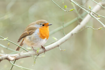 European Robin perched on a tree branch in spring