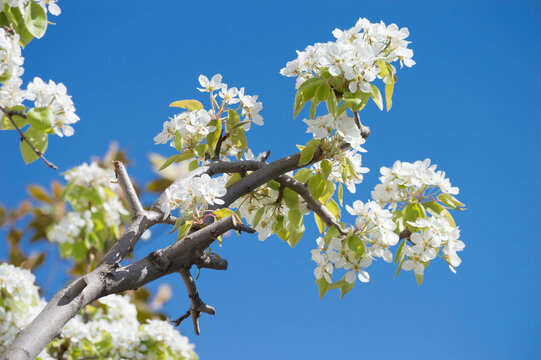 Flores de peral en primavera