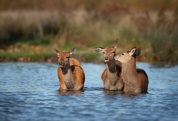 Close-up of a group of hinds standing in water