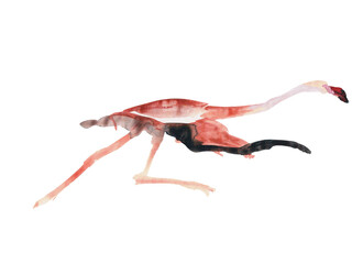 Watercolor hand painted red flamingo isolated on white background.