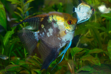 Pet bright coloured fish Pterophyllum scalare, angelfish or freshwater angelfish, swimming in the...