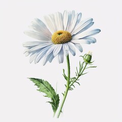 Spring Delight: Captivating Daisy Watercolor for Your Designs. AI Generated