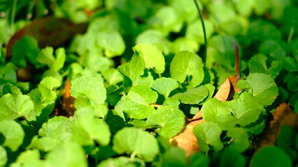 green leaves in the forest