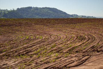 Plantação úmida e recém regada, brotando do solo. Paisagem vista de uma rodovia em Goiás.