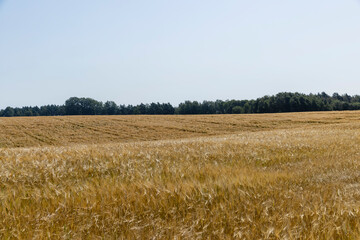 ripe wheat harvest in summer