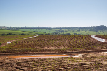 Plantação úmida e recém regada, brotando do solo. Paisagem vista de uma rodovia em Goiás.