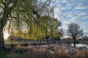 Weeping Willow tree catches the light of  morning sunrise