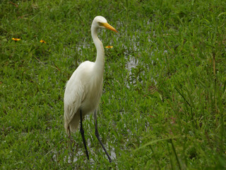 great egret