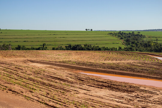 Planta&ccedil;&atilde;o &uacute;mida e rec&eacute;m regada, brotando do solo. Paisagem vista de uma rodovia em Goi&aacute;s.