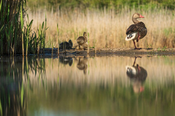 family of greylag geese