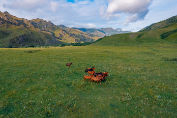 Horses in Summer landscape of Altai Mountains, aerial top view