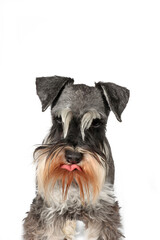 funny portrait of black and silver miniature schnauzer tongue out  on white background 