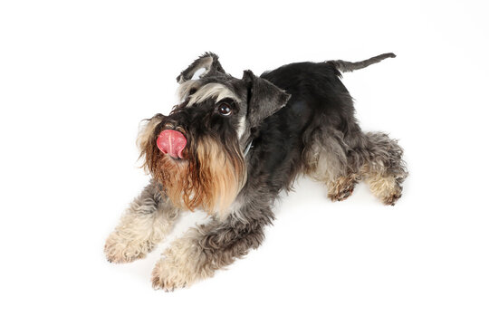 Lying Dog Who Licking Lips On White Background 