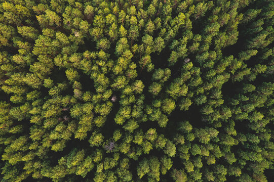 Autumn yellow forest and green trees in rural Altai, Drone photo Aerial top view © Parilov