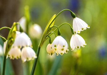 Blühender Märzenbecher