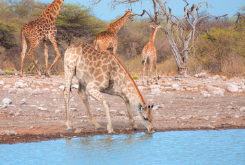 Southern African Giraffe visit a watering hole -  Etosha National Park, Namibia 
