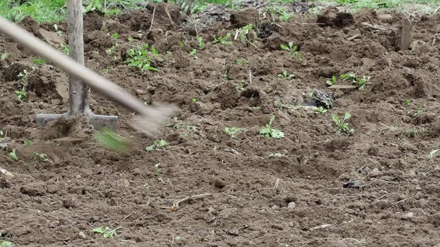 farmer leveling black soil with a rake in his spring garden