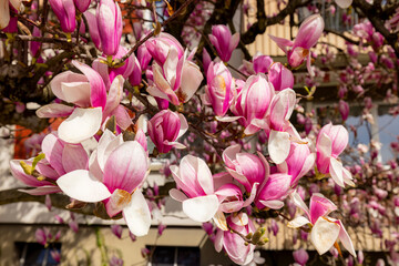 magnolie baum blüht rosa pink im frühling