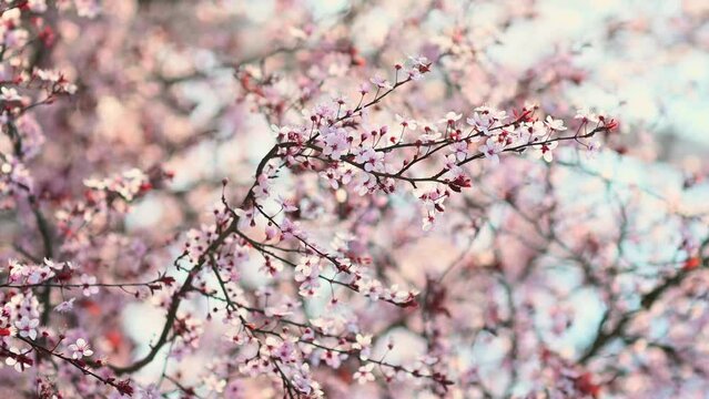 Vertical video of branches of cherry blossoms sway in a light breeze. Cherry blossom season. White and pink flowers and red leaves on a sakura spring tree against a blue sky. Beauty of nature