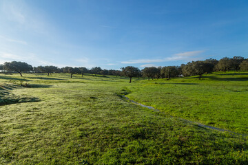 Cork oak trees in Extremadura