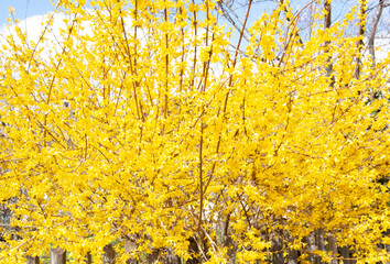 Yellow bushes. Forsythia plant in bloom. Sunny